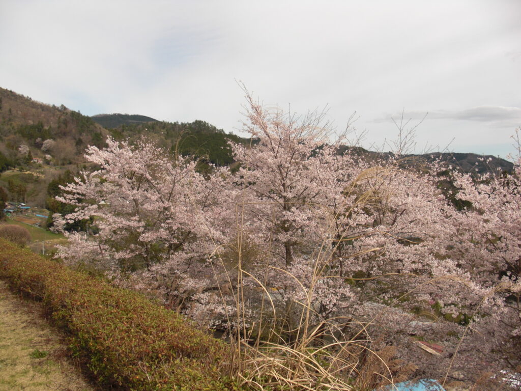 みのりの里の春